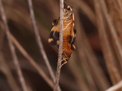 Thallarcha partita (Dark-banded Footman) at O'Connor, ACT - 2 Oct 2023 by ConBoekel