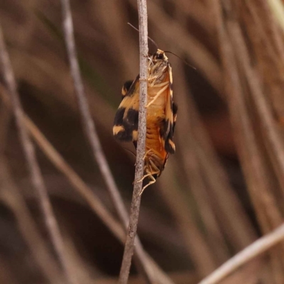 Thallarcha partita (Dark-banded Footman) at Caladenia Forest, O'Connor - 2 Oct 2023 by ConBoekel