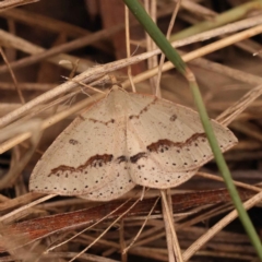 Taxeotis stereospila (Taxeotis stereospila) at O'Connor, ACT - 3 Oct 2023 by ConBoekel