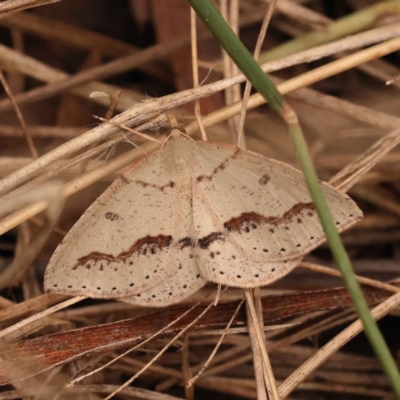 Taxeotis stereospila (Taxeotis stereospila) at O'Connor, ACT - 3 Oct 2023 by ConBoekel