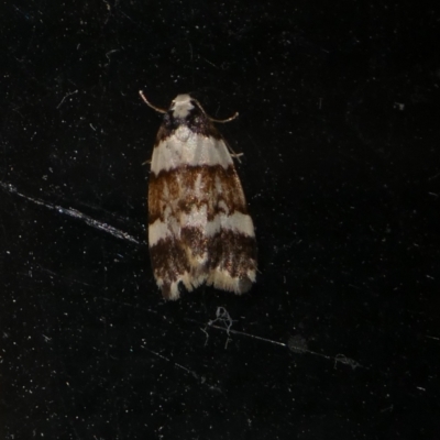 Philenora irregularis (Lithosiini) at Charleys Forest, NSW - 3 Oct 2023 by arjay