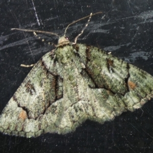 Aeolochroma metarhodata at Charleys Forest, NSW - suppressed