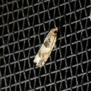 Crocidosema plebejana at Charleys Forest, NSW - suppressed