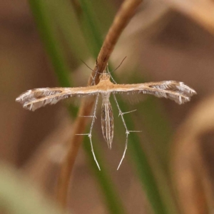 Stangeia xerodes at O'Connor, ACT - 3 Oct 2023 09:51 AM