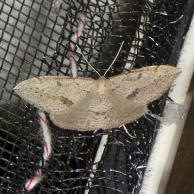 Taxeotis intextata (Looper Moth, Grey Taxeotis) at Mongarlowe River - 3 Oct 2023 by arjay