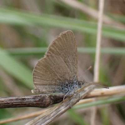 Zizina otis (Common Grass-Blue) at Mount Painter - 3 Oct 2023 by CathB