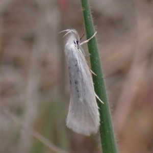 Zacorus carus at Cook, ACT - 3 Oct 2023