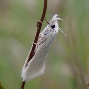 Zacorus carus at Cook, ACT - 3 Oct 2023