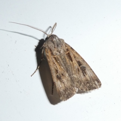 Agrotis munda (Brown Cutworm) at Mongarlowe River - 3 Oct 2023 by arjay