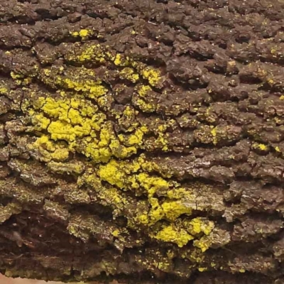 Chrysothrix sp. (genus) (A gold dust lichen) at Caladenia Forest, O'Connor - 2 Oct 2023 by ConBoekel