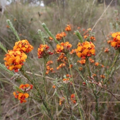 Dillwynia sericea (Egg And Bacon Peas) at Belconnen, ACT - 3 Oct 2023 by CathB