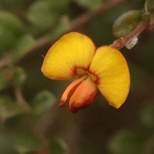 Bossiaea buxifolia at O'Connor, ACT - 3 Oct 2023