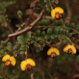 Bossiaea buxifolia at O'Connor, ACT - 3 Oct 2023