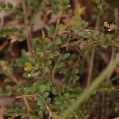 Bossiaea buxifolia at O'Connor, ACT - 3 Oct 2023