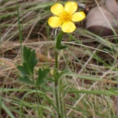 Ranunculus lappaceus (Australian Buttercup) at Belconnen, ACT - 2 Oct 2023 by CathB