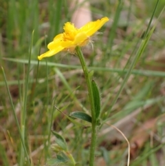 Ranunculus lappaceus at Belconnen, ACT - 3 Oct 2023 09:45 AM