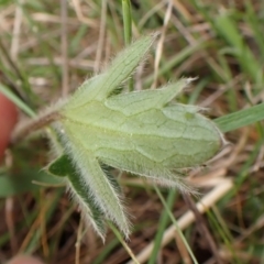 Ranunculus lappaceus at Belconnen, ACT - 3 Oct 2023