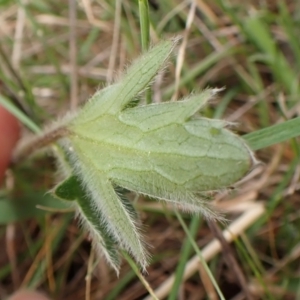 Ranunculus lappaceus at Belconnen, ACT - 3 Oct 2023