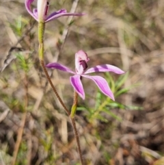 Caladenia congesta (Pink Caps) at Tralee, NSW - 1 Oct 2023 by dan.clark