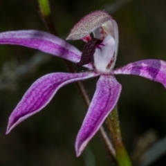 Caladenia congesta at Tralee, NSW - 1 Oct 2023