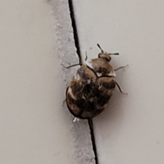 Anthrenus verbasci (Varied or Variegated Carpet Beetle) at Sullivans Creek, Lyneham South - 4 Oct 2023 by trevorpreston