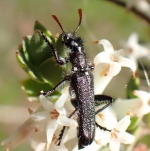 Eleale simplex at Belconnen, ACT - 3 Oct 2023 11:00 AM