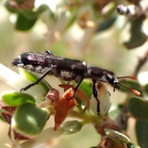 Eleale simplex at Belconnen, ACT - 3 Oct 2023 11:00 AM