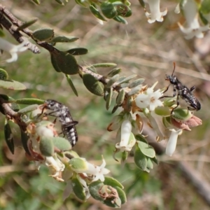 Eleale simplex at Belconnen, ACT - 3 Oct 2023 11:00 AM