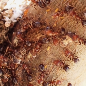 Papyrius sp. (genus) at Belconnen, ACT - suppressed