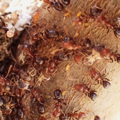 Papyrius sp. (genus) (A Coconut Ant) at Belconnen, ACT - 1 Oct 2023 by CathB