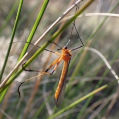 Harpobittacus australis (Hangingfly) at Aranda Bushland - 1 Oct 2023 by CathB