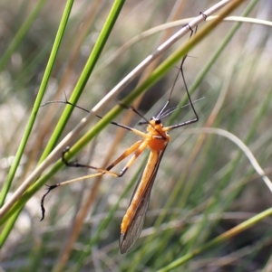 Harpobittacus australis at Belconnen, ACT - 1 Oct 2023