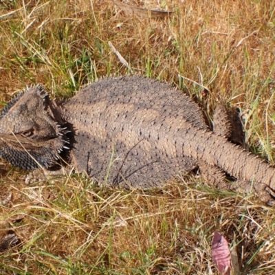 Pogona barbata (Eastern Bearded Dragon) at Aranda Bushland - 2 Oct 2023 by CathB