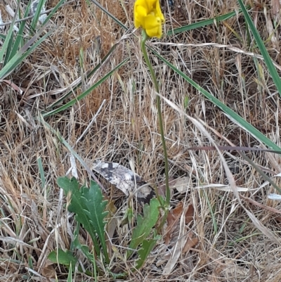 Goodenia pinnatifida (Scrambled Eggs) at Ainslie, ACT - 4 Oct 2023 by annmhare