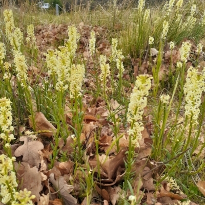 Stackhousia monogyna (Creamy Candles) at Campbell, ACT - 3 Oct 2023 by annmhare