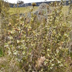 Brachyloma daphnoides (Daphne Heath) at Campbell, ACT - 4 Oct 2023 by annmhare