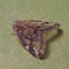 Scolypopa australis (Passionvine hopper, Fluffy bum) at Conder, ACT - 17 Apr 2023 by michaelb