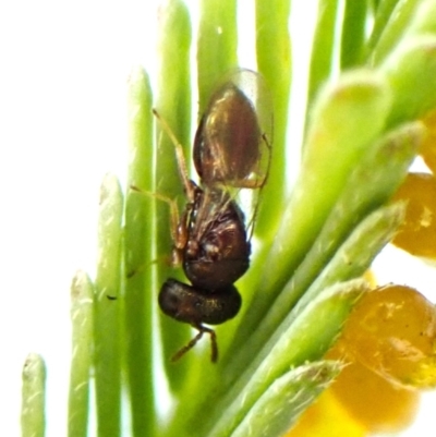 Chalcidoidea (superfamily) (A gall wasp or Chalcid wasp) at Aranda Bushland - 27 Sep 2023 by CathB