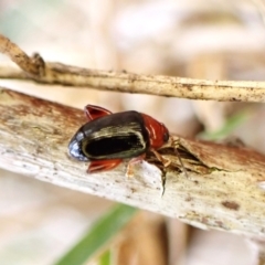 Arsipoda laeviceps (a red-legged flea beetle) at Aranda Bushland - 2 Oct 2023 by CathB
