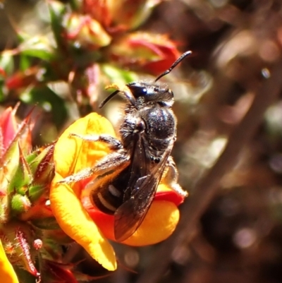 Lasioglossum (Chilalictus) sp. (genus & subgenus) (Halictid bee) at Belconnen, ACT - 29 Sep 2023 by CathB