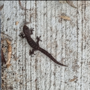 Christinus marmoratus at Scullin, ACT - suppressed