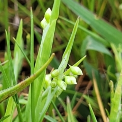 Briza minor (Shivery Grass) at Gungahlin, ACT - 4 Oct 2023 by trevorpreston