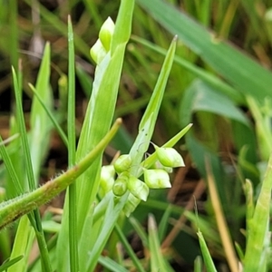 Briza minor at Gungahlin, ACT - 4 Oct 2023