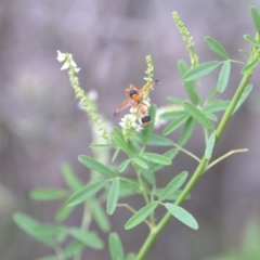 Melilotus albus (Bokhara) at Wamboin, NSW - 29 Jan 2021 by natureguy