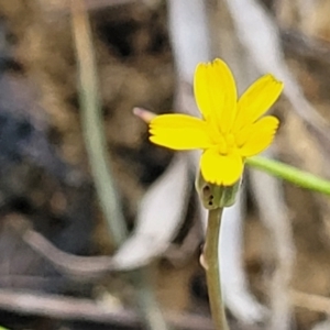 Hypochaeris glabra at Gungahlin, ACT - 4 Oct 2023 01:11 PM