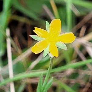 Hypericum gramineum at Gungahlin, ACT - 4 Oct 2023