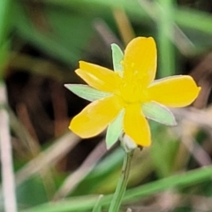 Hypericum gramineum at Gungahlin, ACT - 4 Oct 2023