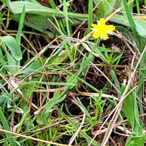 Hypericum gramineum at Gungahlin, ACT - 4 Oct 2023