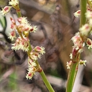 Rumex acetosella at Gungahlin, ACT - 4 Oct 2023