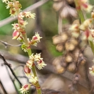 Rumex acetosella at Gungahlin, ACT - 4 Oct 2023